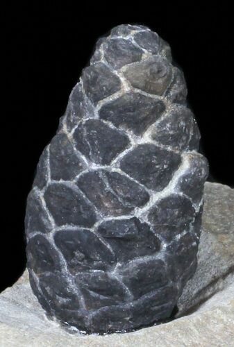 D, Oligocene Aged Fossil Pine Cone - Germany #50770